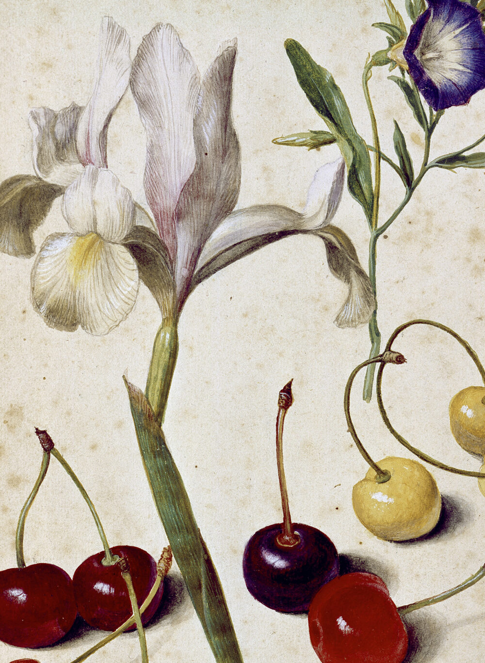 , Georg Flegel, Iris, Winde und Kirschen, um 1630 Aquarell und Deckfarbe  auf Papier 23,4 × 17,2 cm (Ausschnitt)